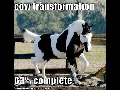 Volunteer the Cow-ismus tf tg