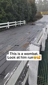 2.2M views · 8.5K reactions | Wombats are sturdy, nocturnal...