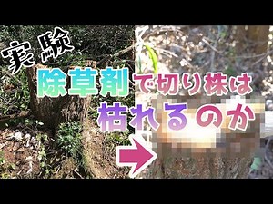 【29話】検証！除草剤を使って切り株を除去できるかチャレンジしてみた【秘密基地づくり】