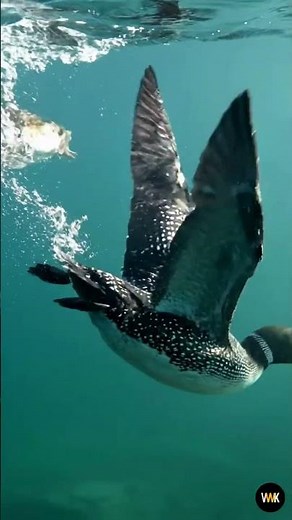 The Haunting Call of the Common Loon | Stunning 4K Wildlife Documentary