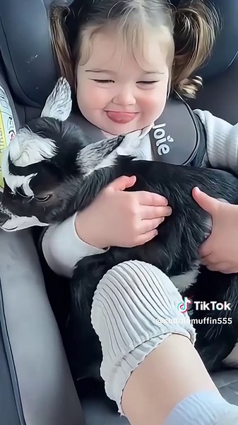 Discover the Playful Nigerian Dwarf Goat