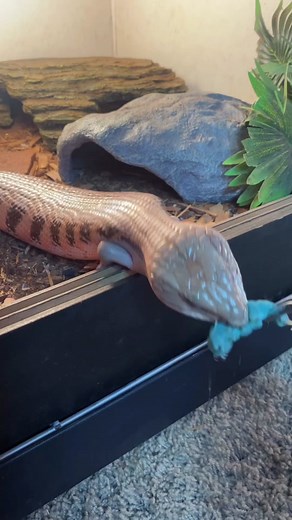 The Circle of Life: Observing a Blue-Tongued Skink's Natural Behavior
