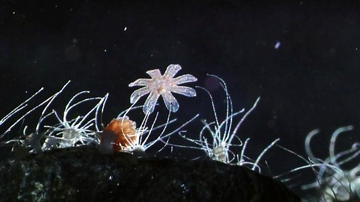 Cnidarians: Moon Jelly Life Cycle