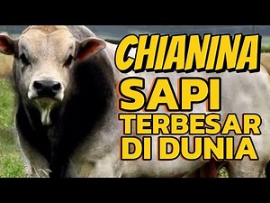 Sapi Terbesar di Dunia, Bobot 2 Ton? Ternyata Berasal dari Negara ini!