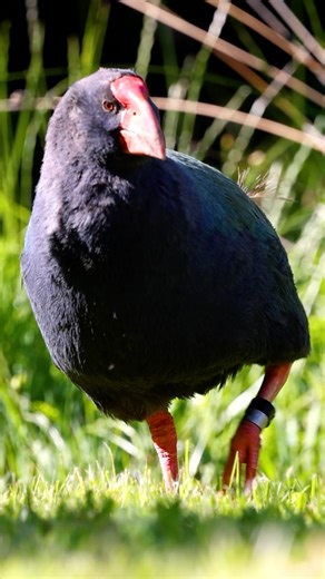 The rarest animal I have ever seen 🐦 The Takahe of New Zealand was once thought to be extinct in New Zealand from 1898 until it was rediscovered in the Murchison Mountains in 1948 by Geoffrey Orbell I took a trip to an island just off the coast of Auckland to search for it ✅ #wildlife #wildlifephotography #wildlifepresenter #bbcwildlife #bbcearth #animalanomalies #nature #naturephotography #newzealand #newzealandphotography #newzealandwildlife #takahe #rareanimals #animalanomalies | Wildlife Wi