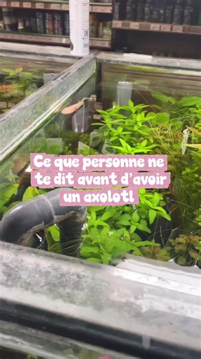 Ce que personne ne te dit avant d’avoir un axolotl 🐉 #axolotl #aquarium #animaltok #animalfacts #fyp