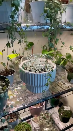 2.3K views · 19 reactions | Propagating a String of Hearts using the butterfly method! ✨ So simple — and so satisfying, right?  | Succulent Plants | Facebook