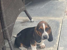 Our Beagle x basset hound pups  1 left ready to go - £600
