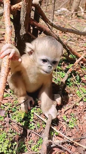 #Monkeyvideo #videosfunny #babymonkey #realvideo #shortvideo #cutebaby #cutemonkey #AdorableMonkey | Monkey Dody