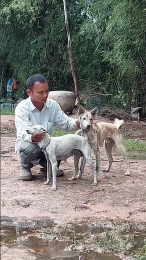 Daily dog ​​breeding process