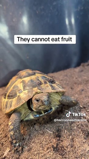 Essential Facts About Hermann's Tortoises You Should Know
