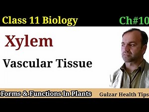 Xylem | Vascular tissue | forms and function in plants | class 11th Biology