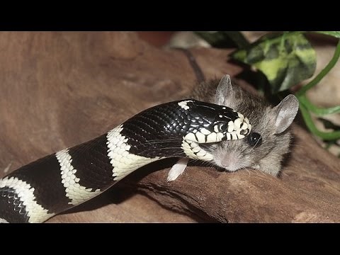 Comer para Vivir - Serpientes y Reptiles HD