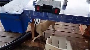 68K views · 163 reactions | This rare and incredible friendship is definitely the mood-booster you need for your day. | Rumble | Facebook