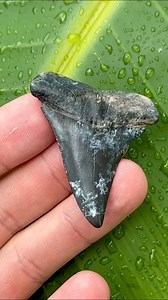 5.4K views · 38 reactions | Big, fat Mako found straight from Florida’s ancient ocean floor! These make awesome necklaces | SHRKco | Facebook