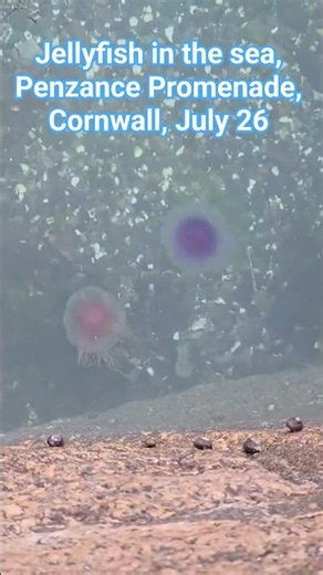 Beautiful Jellyfish off Penzance, Cornwall
