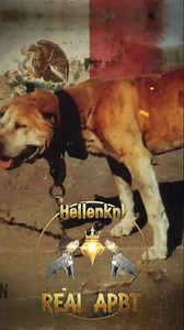 Booger, la leyenda que transformó el APBT en México