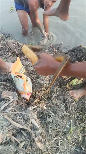 বড়ো কুচে#funny🤯😲 #youtube #short