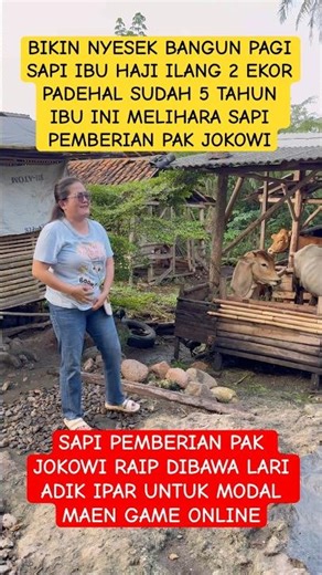 KANG DEDI MULYADI‼️SAPI PEMBERIAN PAK JOK0WI RAIP DI GONDOL MALING