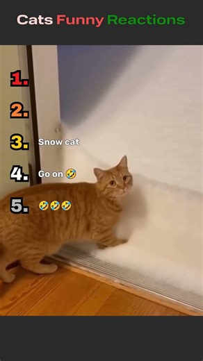 Why do cats do this? #catreaction