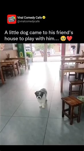 dogs_lovers on Instagram