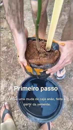 Como Cuidar de Mudas Chegando do Transporte | Hidratação e Recuperação