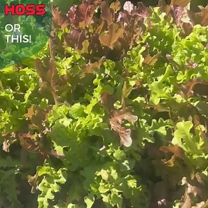 1.3K reactions · 118 shares | Effortless Fall Gardening Starts Here! Discover the convenience of our Fall Seed Tape Selection! | Hoss | Facebook