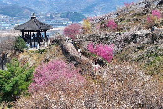 Unpredictable Spring Weather Disrupts Flower Festival Planning Across Korea