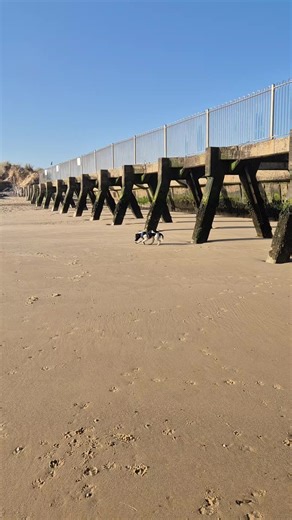 The Magic of Dogs: Celebrating Baxter