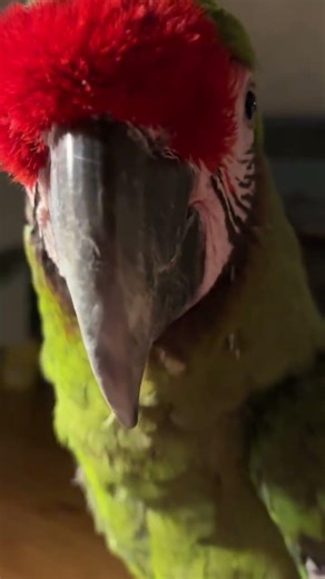 @alayner11: Lita has an attitude! , #birds, #cockatiel