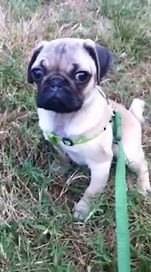 480K views · 13K reactions | Because dogs deserve more songs about them. Thank you for all the incredible submissions to make this video! I hope this is a song you want to sing to your dog. Please make videos doing that and tag us for a chance to get reposted! | Doug The Pug | Facebook