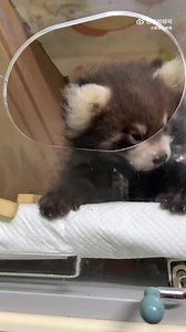 2.2K views · 60 reactions | Have you ever seen what a red panda...