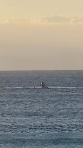 1.7K views · 2.9K reactions | On Sunday, a humpback whale became...