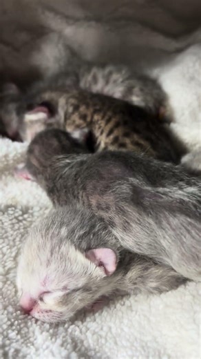 F2 savanha Cara Cat two days old ￼