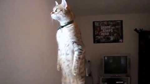 Standing Cat | Know Your Meme