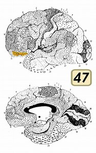 Brodmann area 47 - Alchetron, The Free Social Encyclopedia