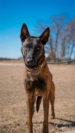 The PAWerful Rescue on Instagram: "Huge thank you to everyone who helped make this happen. Lining up a transport and plan like this with dogs labeled behavioral “unable to be handled” is not easy and not something we take lightly. They spent time with @robertvillaneda and @k9kommittee decompressing after leaving the shelter before getting on transport with @sandiegotraildogs They’ll be with us for 2 weeks before heading to @redshouserescuenetwork in SC. Please welcome these 3 and wish them luck 