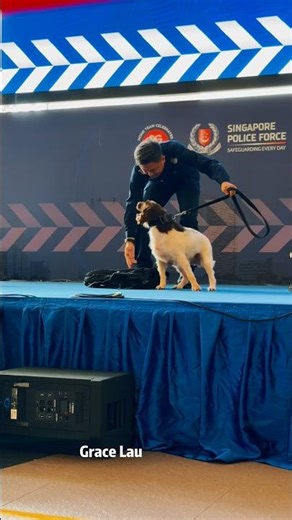 City Hunt Series 24| K-9 Search Demonstration in an Urban CommunityEvent#GraceLauVisuals