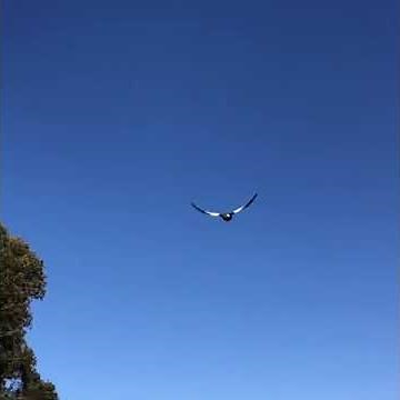 Magpie swooping in slow motion