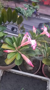 6.9K views · 49 reactions | Caring of Adenium flower #adenium #flowers | Tamanna Garden | Facebook