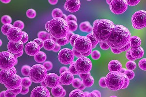 Portrait vaccinal : les vaccins contre la méningite bactérienne