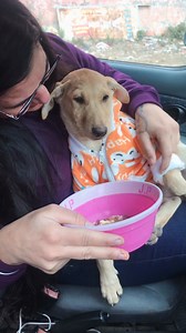 76K views · 4.9K reactions | Mumma I am angry u came late #puppy #puppies #puppylove #puppylovers #puppylife #dogmother #dogmom #dog #dogs #dogfood #doglife #doglover #doglovers #supportus #blessings #love #reels #viral #instareels #insta #instagram #fb #fbreels #fbreelsvideo #fbreelsfypシ゚viral | Bezubaanjaan1517 | Facebook