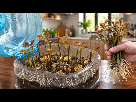 So Easy! Use This Method To Grow Roses! Surprisingly Fast And Effective!