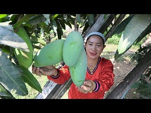 Sweet Mango Picking For Ka Pik Stir Fry Dried Shrimp - Eating Sweet Mango - Simple Life Cooking