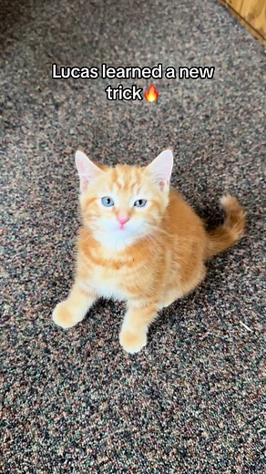 Lucas' Rapid Learning Progress with Some Awesome tricks🐱