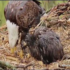 3.4K views · 38 reactions | Eagles vs Snake compilation Snake Try To Escape From Eagle Hunting But Fail... | Universal hunting videos and photos | Facebook