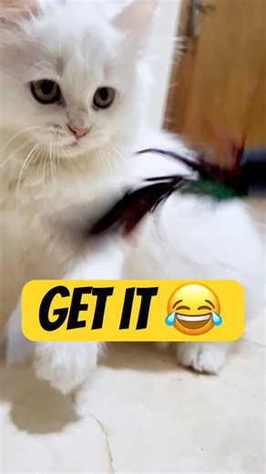 Luna Goes Crazy Chasing a String! 😂 #cat #cutecat