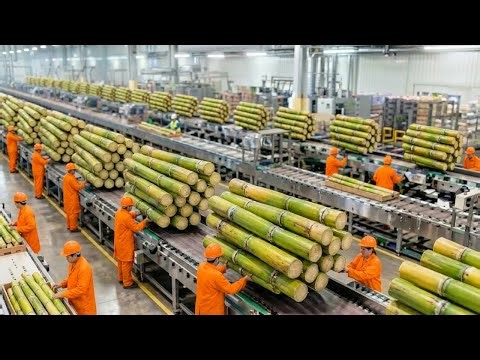 Inside a Giant Cane Sugar Factory: How Raw Sugarcane becomes Refined Crystal Sugar (Full Process)