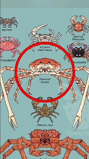 types of crab 🦀 #shortvideo #animals #trendingshorts