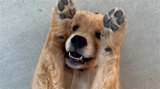 Grant helps Guide Dogs of the Desert lead the way